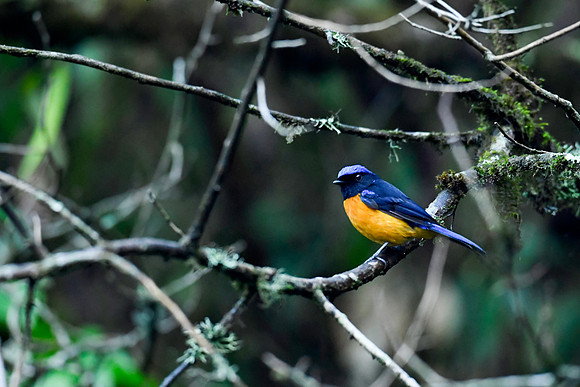 Rufous-bellied niltava (Niltava sundara)_SIK3884