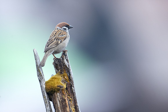 Eurasian tree sparrow (Passer montanus)_SIK2042