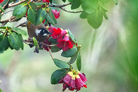 Black-faced laughingthrush (Trochalopteron affine)_SIK2158