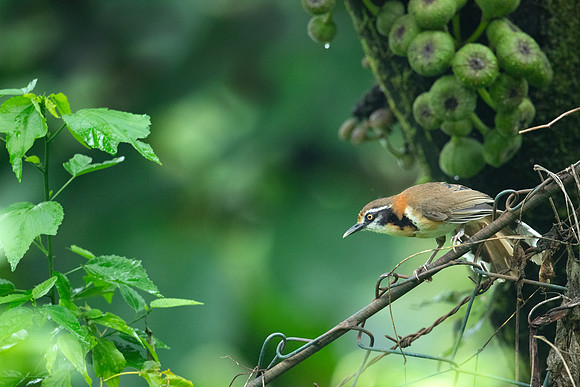 Lesser necklaced laughingthrush (Garrulax monileger)_D551277