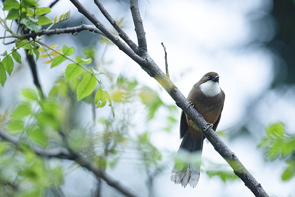 White-throated laughingthrush (Pterorhinus albogularis)_SIK1526