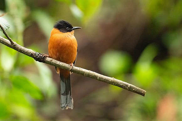 Rufous sibia (Heterophasia capistrata)_SIK2417