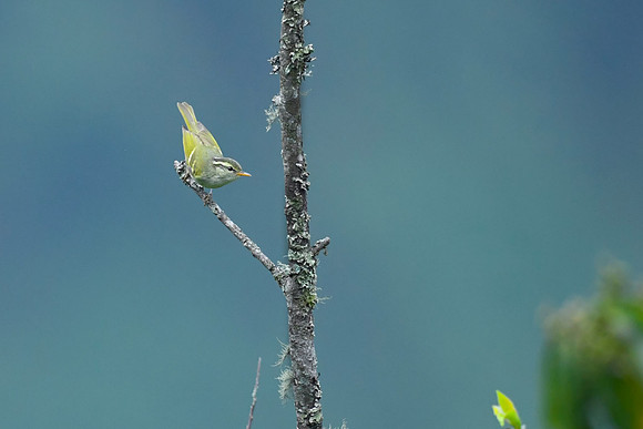 Green warbler (Phylloscopus nitidus)