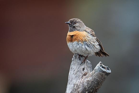 Robin accentor (Prunella rubeculoides)_SIK2079