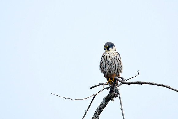 Eurasian hobby (Falco subbuteo)_SIK2938