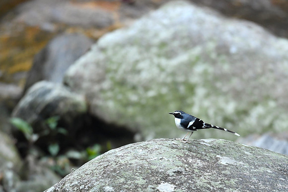 Slaty-backed Forktail (Enicurus schistaceus )_D551441