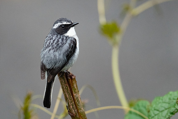 Grey bush chat (Saxicola ferreus) _SIK2394