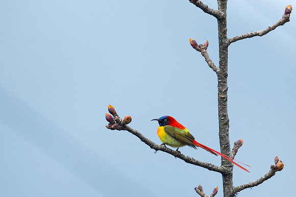 Fire-tailed sunbird (Aethopyga ignicauda)_SIK1774
