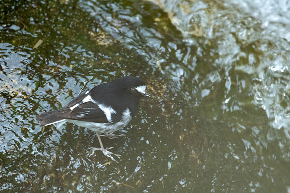 Little forktail (Enicurus scouleri)_D551359