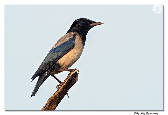 Rosy Starling (Sturnus roseus)_D4R4645
