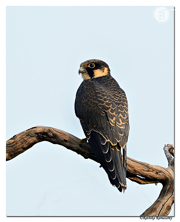 Eurasian Hobby (Falco subbuteo)_D4R5016