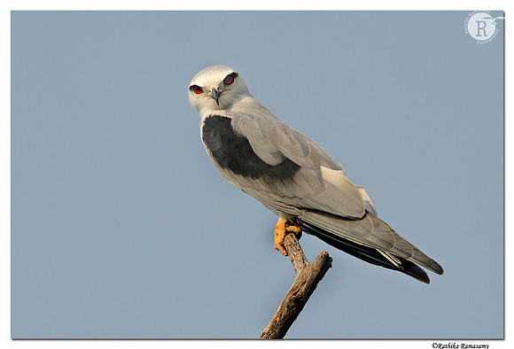 Black-winged Kite (Elanus caeruleus)_D4R4969