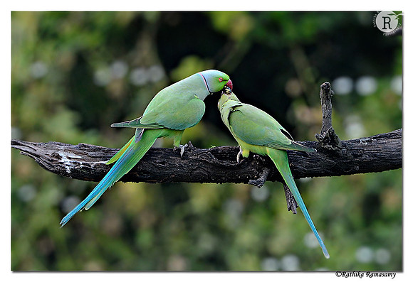 Rose-ringed Parakeet (Psittacula krameri)_D4R4477