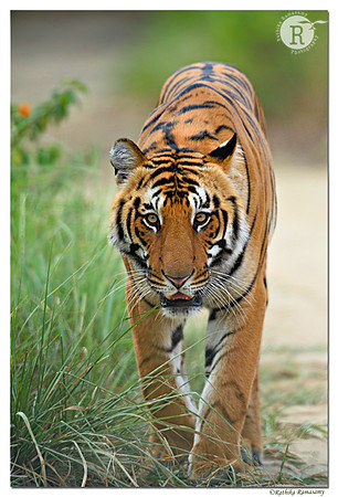 Tiger_D4S9580