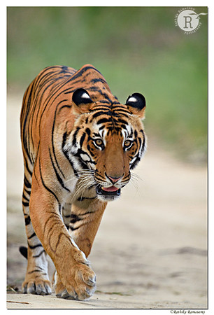 Tiger_D4S9601