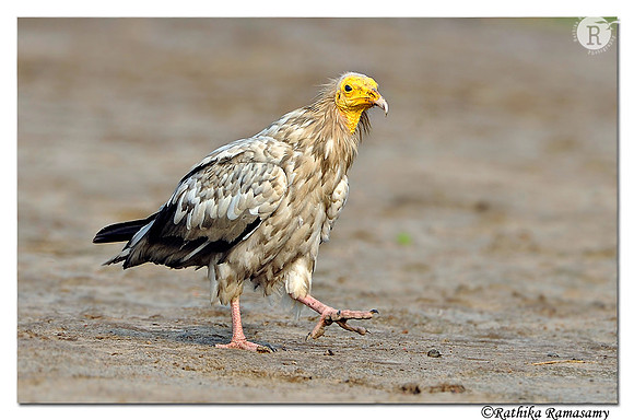 Egyptian Vulture (Neophron percnopterus)_DD35269