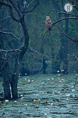Marsh Harrier_MAR6599