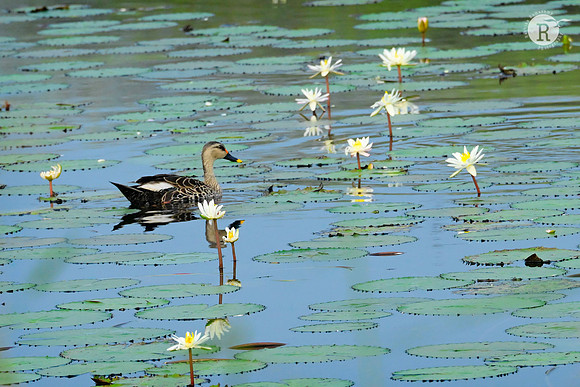 Spot bill duck_MAR6829