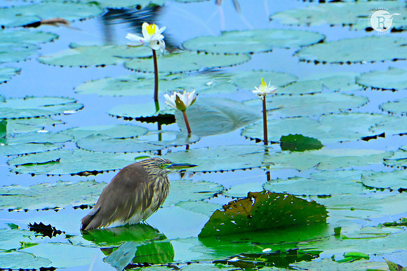 Pond Heron_MAR6383