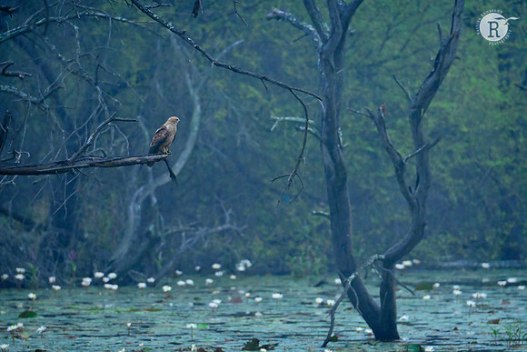 Marsh Harrier_MAR6621