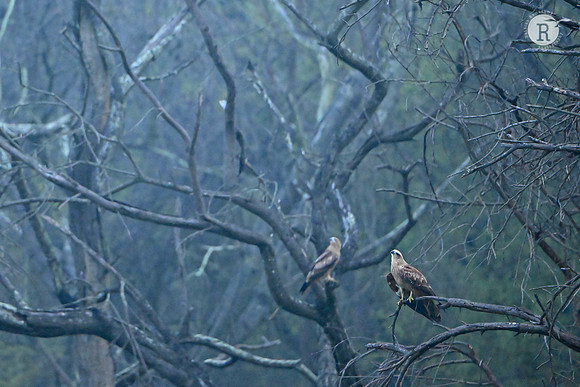 Marsh harrier_MAR6498