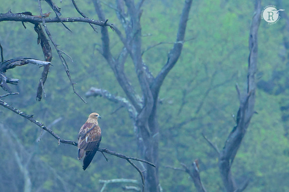 Marsh harrier _MAR6402