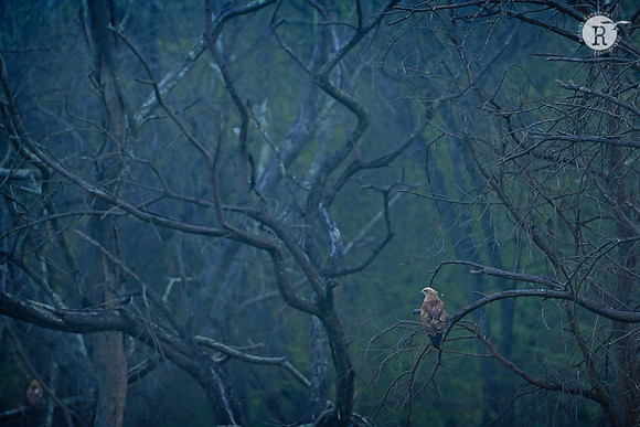 Marsh Harrier_MAR6581