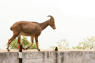 Nilgiri Tahr_MAR4107