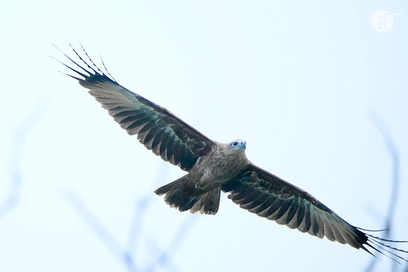 March harrier_MAR6503