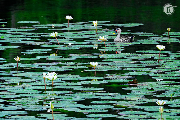 Spot bill duck_MAR5844