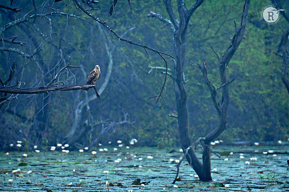 Marsh Harrier_MAR6630