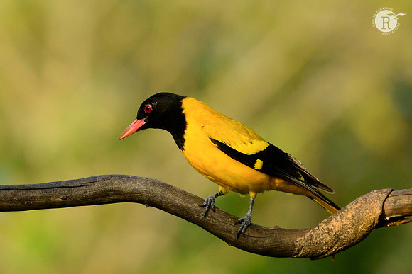 Black headed Oriole