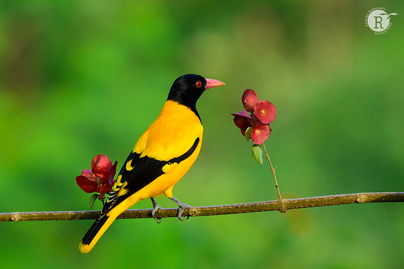 Black Headed oriole_MAR7693