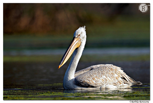 Dalmatian pelican (Pelecanus crispus)_D4R2738
