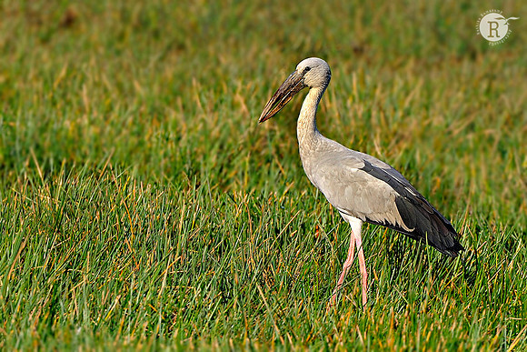 Asian Openbill Stork( Anastomus oscitans)_DD35831