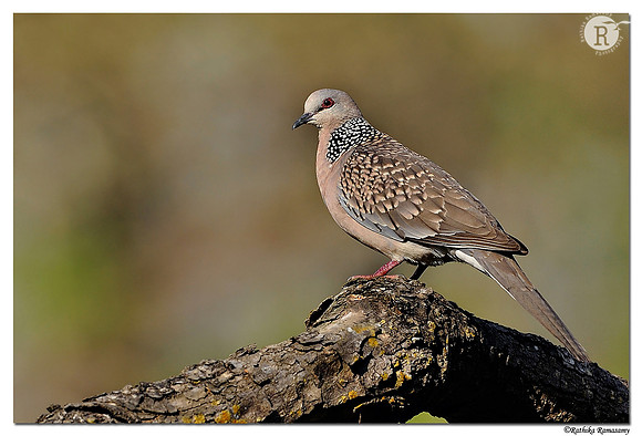 Spotted Dove (Spilopelia chinensis)_DD38734