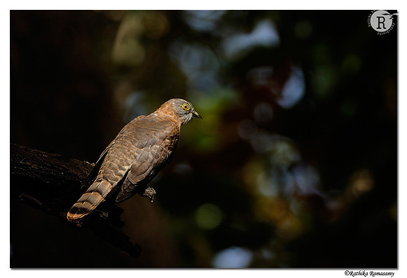 Common Hawk-Cuckoo (Hierococcyx varius)_DD38646