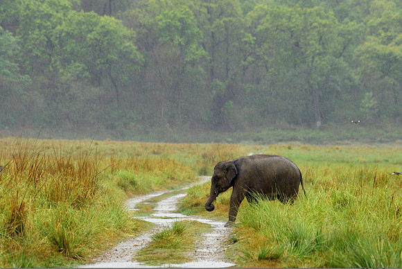 Elephant-intherain_D556380