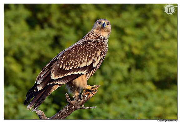 Eastern Imperial Eagle (Aquila heliaca)_D4R5864