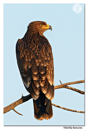 Eastern Imperial Eagle (Aquila heliaca)_D4R6086