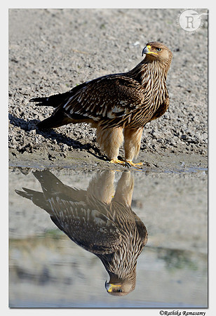 Eastern Imperial Eagle (Aquila heliaca)-Juvenile _D4R6552