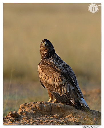 White-tailed Eagle (Haliaeetus albicilla)_D4R7046
