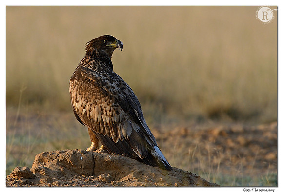 White-tailed Eagle (Haliaeetus albicilla)_D4R7041