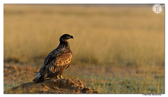 White-tailed Eagle (Haliaeetus albicilla)_D4R7044