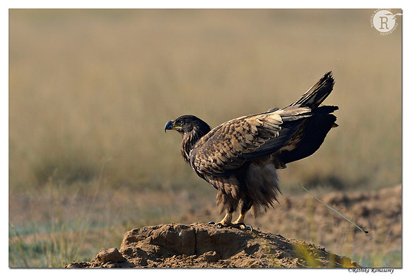 White-tailed Eagle (Haliaeetus albicilla)_D4R7159