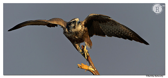 Laggar Falcon (Falco jugger)_D4R7096