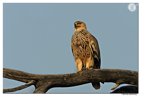 Eastern Imperial Eagle (Aquila heliaca)-Juvenile _D4R5783