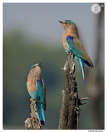 Indian Roller (Coracias benghalensis)_D4R6441