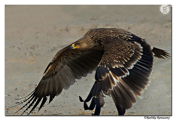 Eastern Imperial Eagle (Aquila heliaca)_D4R6503