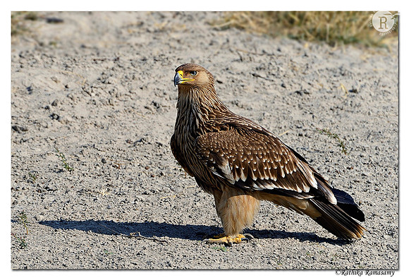 Eastern Imperial Eagle (Aquila heliaca)-D4R6558
